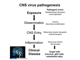 CNS virus pathogenesis
                                    Pathogenic event
                  Exposure         Epithelial layer disruption
                                       Local replication



                                         Viremia
             Dissemination         Secondary amplification




                  CNS Entry      Blood-brain barrier disruption
                                       Axonal transport



               Inflammation           Direct and indirect
                                         cell damage


                      Clinical        Target cells
                      Disease     (neurons, glial cells,
                                    endothelial cells)
Source Undetermined
 