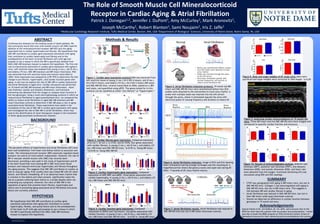 RESEARCH POSTER PRESENTATION DESIGN © 2012
www.PosterPresentations.com
Cardiovascular diseases are the leading causes of death globally. We
have previously found that mice with smooth muscle cell (SMC)-specific
deletion of the mineralocorticoid receptor (MR-KO) lack the aging-
associated rise in cardiac hypertrophy and fibrosis. We hypothesize that
SMC-MR contributes to cardiac gene expression alterations with aging
that contribute to cardiac hypertrophy and fibrosis and to the
predisposition of the heart to atrial fibrillation (AF) with age and
propose to use a mouse in which the MR is specifically deleted from
SMCs (SMC-MR knockout mouse) to explore this hypothesis. The first aim
was to characterize alterations in cardiac gene expression with aging in
mice. Left ventricle tissue was isolated from young (3 mo.), old (9 mo.),
and elderly (19 mo.) SMC-MR knockout and MR-intact littermates. RNA
was extracted from left ventricle tissue and reverse transcribed to
cDNA. Gene expression was analyzed by q/RT-PCR to determine the fold
change in pro-fibrotic, hypertrophic, and cardiac function genes with
aging. In aim two we explore the role of SMC-MR in cardiac dysfunction
and atrial fibrillation in aged mice. Cardiac ultrasound was performed
on 19 month old SMC-MR knockout and MR-intact littermates. Heart
wall thickness, systolic and diastolic dimensions, and fractional
shortening was obtained from the images to compare heart function in
the two genotypes. Using a novel electrophysiology protocol in which we
induced atrial fibrillation in aged anaesthetized mice, we compared the
ability to induce atrial fibrillation in aged SMC-MR knockout and MR-
intact littermate controls to determine if SMC-MR plays a role in aging-
associated atrial fibrillation. These experiments have aided in the
elucidation of the role of SMC-MR in cardiac gene expression with aging
and investigated the role of SMC-MR in atrial fibrillation, which may
lead to the identification of novel therapeutic targets in the treatment
of these aging-associated cardiovascular diseases.
ABSTRACT Methods & Results
SUMMARY
Acknowledgements
Special thanks to Dr. Jen DuPont, Dr. Iris Jaffe, and everyone else at the
MCRI for their help this summer with my project and presentations. I would
also like to thank the BDBS program at Tufts University Sackler School of
Biomedical Sciences for their mentoring and accommodations this summer.
Patrick J. Donegan1,2, Jennifer J. DuPont1, Amy McCurley1, Mark Aronovitz1,
Joseph McCarthy1, Robert Blanton1, Sami Noujaim1, Iris Z. Jaffe1
1Molecular Cardiology Research Institute, Tufts Medical Center, Boston, MA, USA 2Department of Biological Sciences, University of Notre Dame, Notre Dame, IN, USA
The Role of Smooth Muscle Cell Mineralocorticoid
Receptor in Cardiac Aging & Atrial Fibrillation
Figure 1. Cardiac gene expression protocol RNA was extracted from
left ventricle tissue of young (3 mo.) (N=2 KO/4 Intact), old (9 mo.)
(N=2 KO/2 Intact), and elderly (19 mo.) (N=2 KO/3 Intact) MR-intact
and SMC-MR-KO mice, reverse transcribed to cDNA, plated on a 384
well plate, and quantified using qPCR. The genes tested for in this
protocol can be classified as either “pro-fibrotic” or “hypertrophic”.
Figure 5. Atrial fibrillation induction protocol. 19 month old MR-
intact and SMC-MR-KO mice were anesthetized before four ECG
probes were attached to the extremities to track sinus rhythm. A
probe with multiple leads was inserted into the left atrium
through the aorta, where it stimulated (paced) the atria with
electrical pulses of varying frequency and duration to induce AF.
Figure 9. Analyzing cardiac echocardiograms of 19 month old
mice. Three MR-intact and two SMC-MR-KO mice were imaged with
ultrasound to quantify cardiac function and structure.
Figure 10. Results of echocardiography analysis. Anterior wall
thickness (AWT), posterior wall thickness (PWT), end diastolic
dimension (EDD), end systolic dimension (ESD), and heart rate
were obtained from the images. Fractional shortening (FS) was
calculated using EDD and ESD readings.
Figure 6. Atrial fibrillation induction. Image of ECG and ELG showing
heart stimulation/pacing (orange rectangle) and the resulting AF. A
magnified portion shows disrupted p waves and rapid rate during AF.
After ~7 seconds of AF, sinus rhythm returns.
BACKGROUND
HYPOTHESIS
The pervasive effects of hypertension and atrial fibrillation (AF) have
been well established, from heart and kidney failure to aneurysm and
stroke. The mineralocorticoid receptor (MR) classically regulates blood
pressure via control of renal sodium reabsorption. However, the role of
MR in vascular smooth muscle cells (SMC) has recently been
discovered, providing a new path in the study of hypertension and AF.
It has been found that mice lacking MR in SMC have lower blood
pressure and reduced ventricular hypertrophy and fibrosis throughout
the aging process. This suggests that SMC-MR contributes to cardiac as
well as vascular aging. Prior studies have also linked MR with AF, heart
failure, and fibrotic remodeling. AF is an abnormal heart rhythm that
is common in the elderly and when present, significantly raises the
risk of a patient suffering heart failure or a stroke despite often not
presenting any symptoms. However, the roles of SMC-MR in the
regulation of genes that promote heart fibrosis, hypertrophy and
failure and in promoting aging-associated atrial fibrillation and pump
failure are currently unknown.
We hypothesize that SMC-MR contributes to cardiac gene
expression alterations with aging that contribute to cardiac
hypertrophy, fibrosis, and pump failure and to the predisposition
of the heart to AF with age and propose to use a mouse in which
the MR is specifically deleted from SMCs (SMC-MR knockout
mouse) to explore this hypothesis.
Figure 2. Cardiac fibrosis gene expression. Compared expression
of A) Col 1, B) Col 3, C) CTGF, and D) TGFB, four genes associated
with cardiac fibrosis, in young (3 mo.), old (9 mo.), and elderly (19
mo.) MR-intact and SMC-MR-KO mice. *p<0.05 vs. Young MR-intact
**p<0.05 vs. Young SMC-MR-KO
Figure 3. Cardiac hypertrophy gene expression. Compared
expression of ANP, BNP, and aMHC, three genes associated with
cardiac hypertrophy, in young (3 mo.), old (9 mo.), and elderly (19
mo.) MR-intact and SMC-MR-KO mice.
Figure 4. Cardiac function gene expression. Compared
expression of SERCA and Calcineurin, two genes associated with
cardiac function, in young (3 mo.), old (9 mo.), and elderly (19
mo.) MR-intact and SMC-MR-KO mice. *p<0.05 vs. Young MR-intact
Figure 8. Body and organ weights of AF study mice. Mice were
sacrificed and organ weights were corrected to tibia length. *p<0.05
• CTGF was upregulated with aging in MR-intact mice, but not in
SMC-MR-KO mice. Collagen 3 was downregulated with aging in
SMC-MR-KO mice, but not in MR-intact mice. This suggests a
link between MR and cardiac fibrosis in aging.
• Atrial fibrillation was induced in SMC-MR-KO mice, but not in
their MR-intact (wild-type) littermate controls.
• Overall we observed no difference in cardiac function between
genotypes in 19 month old mice.
Figure 7. Atrial fibrillation results. Atrial fibrillation was induced in
SMC-MR-KO mice but not in MR-intact littermate controls.
Cardiac FibrosisBlood Pressure
%CardiacFibrosis
 