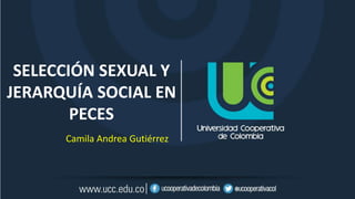 SELECCIÓN SEXUAL Y
JERARQUÍA SOCIAL EN
PECES
Camila Andrea Gutiérrez
 