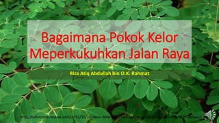 Pokok kelor meperkukuhkan jalan raya