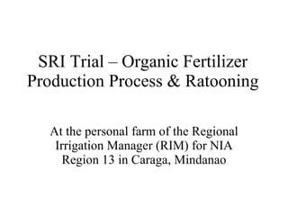SRI Trial – Organic Fertilizer Production Process & Ratooning At the personal farm of the Regional Irrigation Manager (RIM) for NIA Region 13 in Caraga, Mindanao 