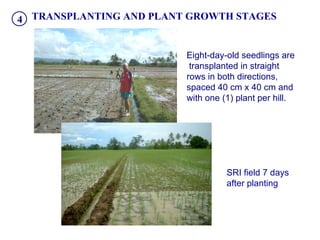 TRANSPLANTING AND PLANT GROWTH STAGES SRI field 7 days after planting Eight-day-old seedlings are  transplanted in straigh...