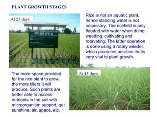 PLANT GROWTH STAGES Rice is not an aquatic plant, hence standing water is not necessary. The ricefield is only flooded wit...