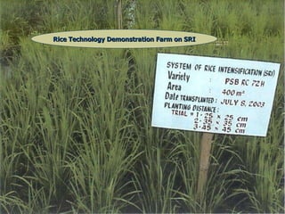 Rice Technology Demonstration Farm on SRI 