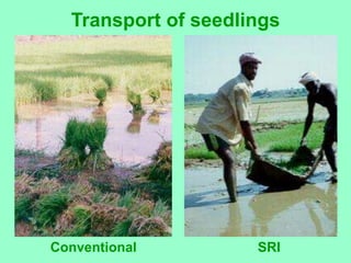 Transport of seedlings




Conventional         SRI
 