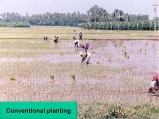 Conventional planting
 
