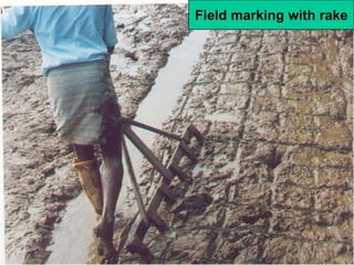 Field marking with rake
 