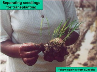 Separating seedlings
  for transplanting




                       Yellow color is from sunlight
 