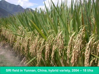 SRI field in Yunnan, China, hybrid variety, 2004 – 18 t/ha
 
