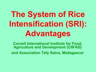 The System of Rice
Intensification (SRI):
    Advantages
 Cornell International Institute for Food,
 Agriculture and Development (CIIFAD)
and Association Tefy Saina, Madagascar
 
