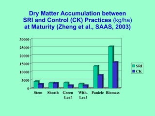 Dry Matter Accumulation between SRI and Control (CK) Practices  (kg/ha) at Maturity (Zheng et al., SAAS, 2003) 