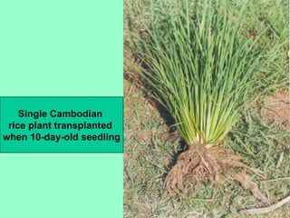 Single Cambodian  rice plant transplanted  when 10-day-old seedling 