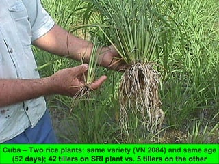 Cuba – Two rice plants: same variety (VN 2084) and same age (52  days); 42 tillers on SRI plant vs. 5 tillers on the other 