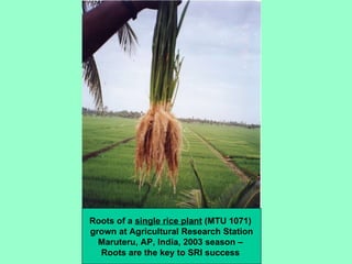 Roots of a  single rice plant  (MTU 1071)  grown at Agricultural Research Station Maruteru, AP, India, 2003 season –  Root...