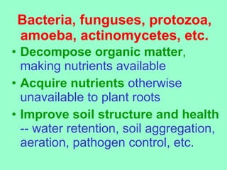 Bacteria, funguses, protozoa, amoeba, actinomycetes, etc. <ul><li>Decompose organic matter ,   making nutrients available ...
