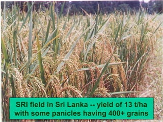 SRI field in Sri Lanka -- yield of 13 t/ha with some panicles having 400+ grains 