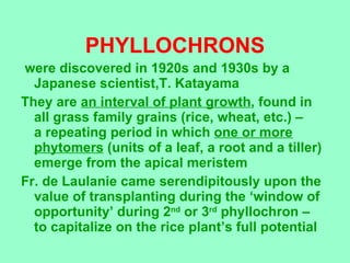 PHYLLOCHRONS <ul><li>were discovered in 1920s and 1930s by a Japanese scientist,T. Katayama </li></ul><ul><li>They are  an...