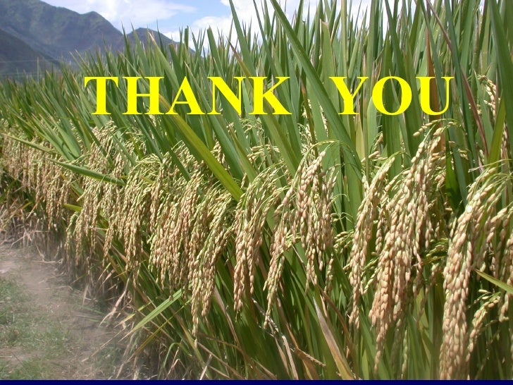 factors of what 1512 System 0429 for Intensification Rice of of Development