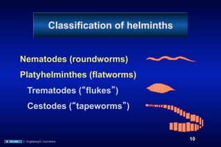 Classification of helminths


Nematodes (roundworms)
Platyhelminthes (flatworms)
   Trematodes ( flukes )
   Cestodes ( tapeworms )


C. Engleberg/V. Carruthers
                                                  10
 