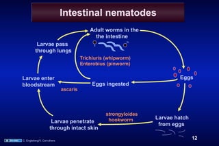 Intestinal nematodes
                                           Adult worms in the
                                             the intestine
           Larvae pass
          through lungs
                                       Trichiuris (whipworm)
                                       Enterobius (pinworm)


Larvae enter                                                             Eggs
bloodstream                                 Eggs ingested
                             ascaris




                                                 strongyloides
                                                  hookworm       Larvae hatch
                      Larvae penetrate
                                                                  from eggs
                     through intact skin

C. Engleberg/V. Carruthers
                                                                                12
 