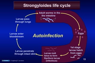 Strongyloides life cycle
                               Adult worms in the
                                 the intestine
          Larvae pass
         through lungs




Larvae enter                                                  Eggs
bloodstream                  Autoinfection

                                                         1st stage
         Larvae penetrate                              larvae hatch
        through intact skin        Larvae molt           from eggs
                                   twice to form
                                   filariform larvae                  13
C. Engleberg/V. Carruthers            (infectious)
 