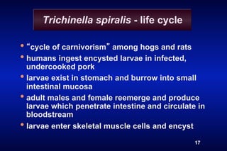 Trichinella spiralis - life cycle

•  cycle of carnivorism among hogs and rats
•  humans ingest encysted larvae in infected,
   undercooked pork
•  larvae exist in stomach and burrow into small
   intestinal mucosa
•  adult males and female reemerge and produce
   larvae which penetrate intestine and circulate in
   bloodstream
•  larvae enter skeletal muscle cells and encyst
                                                 17
 
