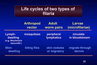 Life cycles of two types of
                            filaria

                     Arthropod       Adult            Larvae
                      vector        worm pairs     (microfilariae)
Lymph-               mosquitoes      peripheral        circulate
 dwelling                           lymphatics      in bloodstream
(e.g, Wuchereria
      bancroftii )

Skin-                biting flies   skin nodules   migrate through
  dwelling                          or migratory      dermis


                                                             23
 