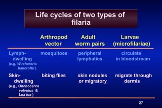 Life cycles of two types of
                            filaria
                     Arthropod       Adult            Larvae
                      vector        worm pairs     (microfilariae)
Lymph-               mosquitoes      peripheral        circulate
 dwelling                           lymphatics      in bloodstream
(e.g, Wuchereria
      bancroftii )

Skin-                biting flies   skin nodules   migrate through
  dwelling                          or migratory      dermis
(e.g., Onchocerca
       volvulus &
       Loa loa )

                                                             27
 