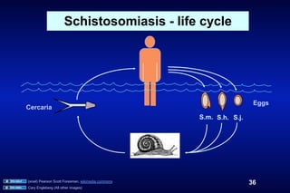 Schistosomiasis - life cycle




                                                                      Eggs
Cercaria
                                                    S.m. S.h. S.j.




(snail) Pearson Scott Foresman, wikimedia commons
                                                                     36
Cary Engleberg (All other images)
 