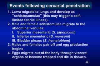Events following cercarial penetration
1.  Larva migrate to lungs and develop as
      schistosomulae (this may trigger a self-
    limited febrile illness).
2.  Male and female schistomulae migrate to the
    abdominal venules:
    I.  Superior mesenteric (S. japonicum)
    II.  Inferior mesenteric (S. mansoni)
    III.  Bladder plexus (S. hematobium)
3.  Males and females pair off and egg production
    begins
4.  Eggs migrate out of the body through visceral
    organs or become trapped and die in tissues.
                                               39
 