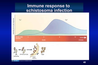 Immune response to
          schistosoma infection




Source Undetermined
                                  40
 