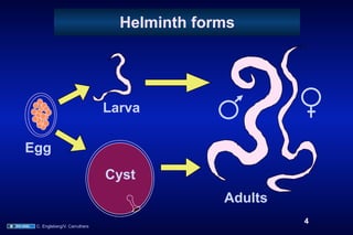 Helminth forms




                              Larva

Egg
                              Cyst
                                            Adults
                                                     4
 C. Engleberg/V. Carruthers
 