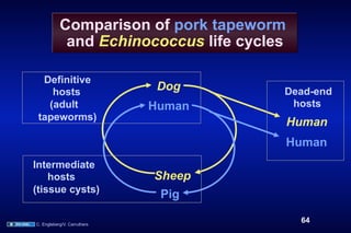 Comparison of pork tapeworm
            and Echinococcus life cycles

  Definitive
    hosts                     Dog      Dead-end
   (adult                    Human      hosts
 tapeworms)
                                           Human
                                           Human
Intermediate
    hosts                    Sheep
(tissue cysts)
                              Pig

C. Engleberg/V. Carruthers
                                            64
 