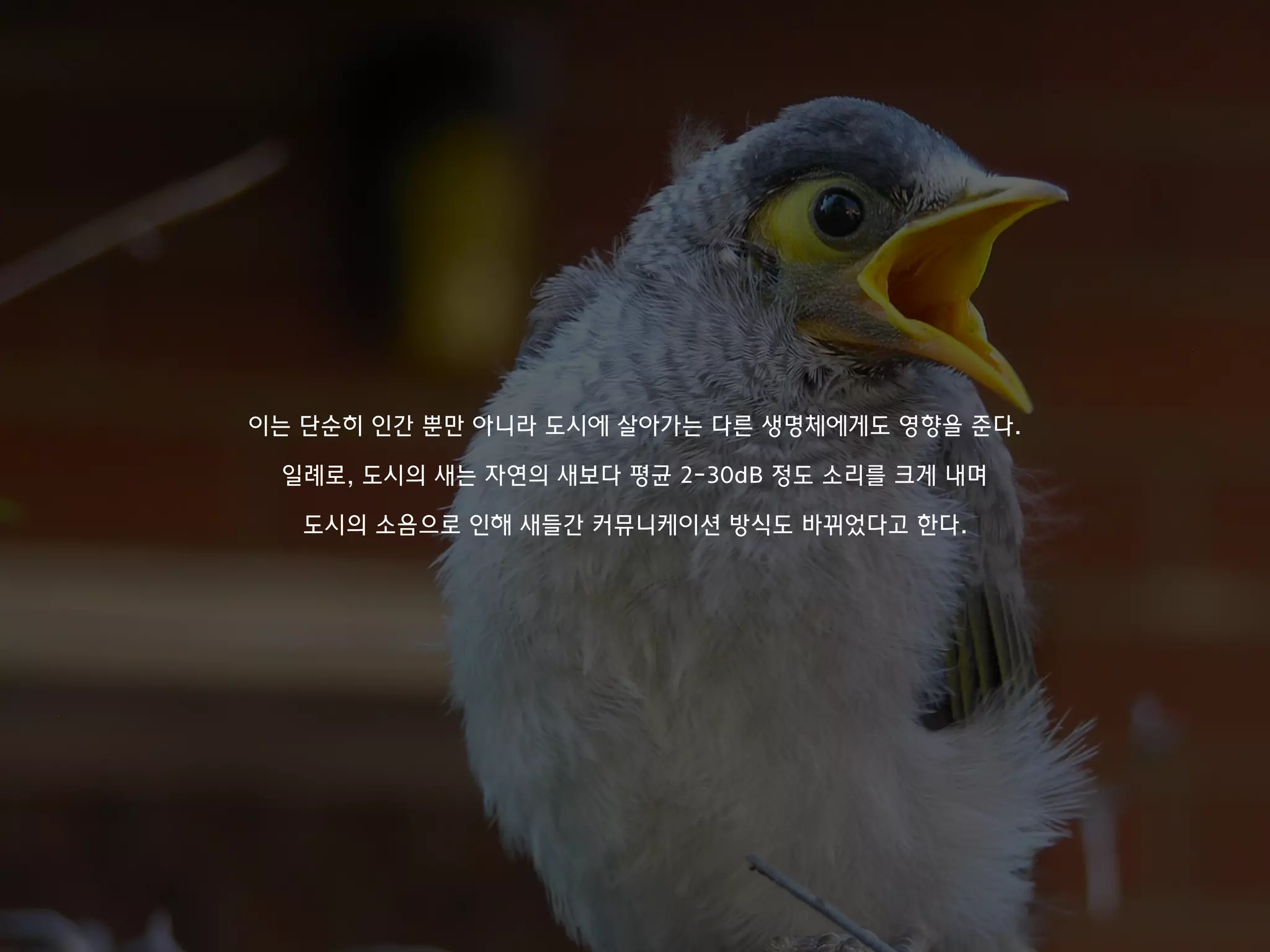 이는 단순히 인간 뿐만 아니라 도시에 살아가는 다른 생명체에게도 영향을 준다.
일례로, 도시의 새는 자연의 새보다 평균 2-30dB 정도 소리를 크게 내며
도시의 소음으로 인해 새들간 커뮤니케이션 방식도 바뀌었다고 한다.
 