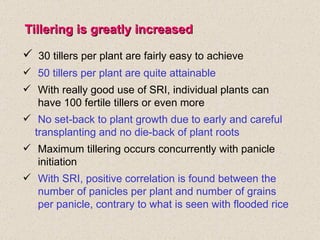 Tillering is greatly increased <ul><li>30 tillers per plant are fairly easy to achieve </li></ul><ul><li>50 tillers per pl...