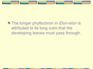 <ul><li>The longer phyllochron in  Elon-elon  is attributed to its long culm that the developing leaves must pass through....