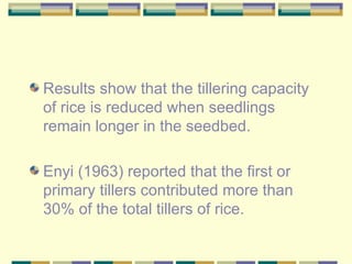 <ul><li>Results show that the tillering capacity of rice is reduced when seedlings remain longer in the seedbed. </li></ul...