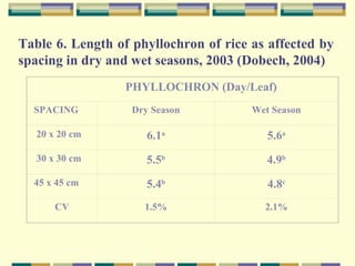 Table 6. Length of phyllochron of rice as affected by spacing in dry and wet seasons, 2003 (Dobech, 2004) PHYLLOCHRON (Day...