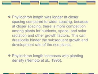 <ul><li>Phyllochron length was longer at closer spacing compared to wider spacing, because at closer spacing, there is mor...