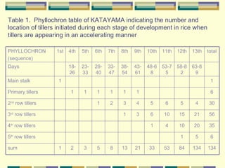 Table 1.  Phyllochron table of KATAYAMA indicating the number and location of tillers initiated during each stage of devel...
