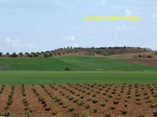 Campos Manchegos 