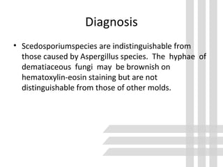 Diagnosis
• Scedosporiumspecies are indistinguishable from
those caused by Aspergillus species. The hyphae of
dematiaceous fungi may be brownish on
hematoxylin-eosin staining but are not
distinguishable from those of other molds.
 