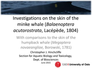 Investigations on the skin of the
minke whale (Balaenoptera
acutorostrata, Lacépède, 1804)
With comparisons to the skin of the
humpback whale (Megaptera
novaeangliae, Borowski, 1781)
Christopher J. Hinchcliffe
Section for Aquatic Biology and Toxicology,
Dept. of Biosciences
June 2015
 