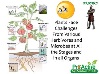 Plants Face
Challenges
From Various
Herbivores and
Microbes at All
the Stages and
in all Organs
 