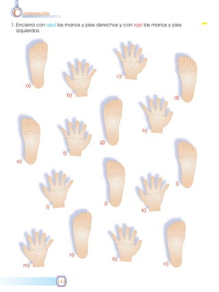 C omparación
1. Encierra con azul las manos y pies derechos y con rojo las manos y pies
izquierdos.

114

 