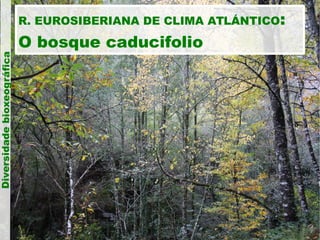 Diversidade bioxeográfica

R. EUROSIBERIANA DE CLIMA ATLÁNTICO:

O bosque caducifolio

 