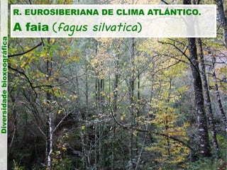 Diversidade bioxeográfica

R. EUROSIBERIANA DE CLIMA ATLÁNTICO.

A faia ( fagus silvatica )

 