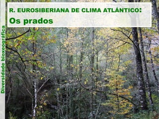 Diversidade bioxeográfica

R. EUROSIBERIANA DE CLIMA ATLÁNTICO:

Os prados

 