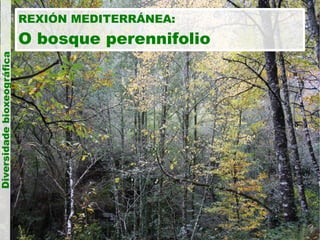 Diversidade bioxeográfica

REXIÓN MEDITERRÁNEA:

O bosque perennifolio

 