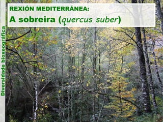 Diversidade bioxeográfica

REXIÓN MEDITERRÁNEA:

A sobreira (quercus suber )

 